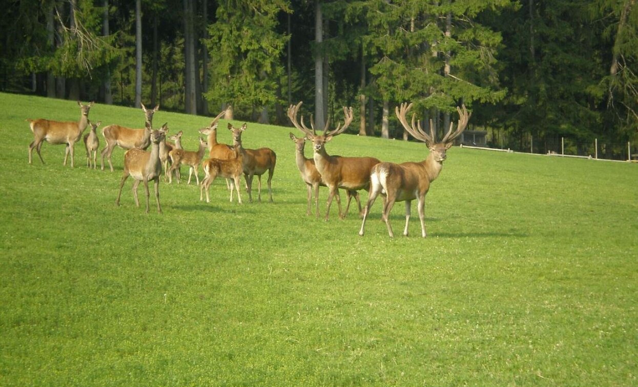 Toblach-Neunhäusern-Niederdorf-Altschluderbach | © © TvToblach, Toblach Toblach-Neunhäusern-Niederdorf-Altschluderbach | © © TvToblach, Toblach