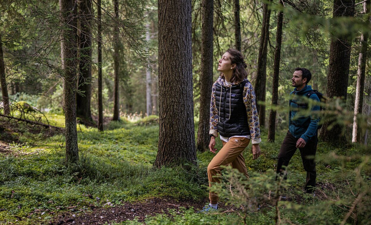 Gemütlicher Waldweg nahe der Waldkapelle | © TV Sexten _ Harald Wisthaler, Sexten Gemütlicher Waldweg nahe der Waldkapelle | © TV Sexten _ Harald Wisthaler, Sexten