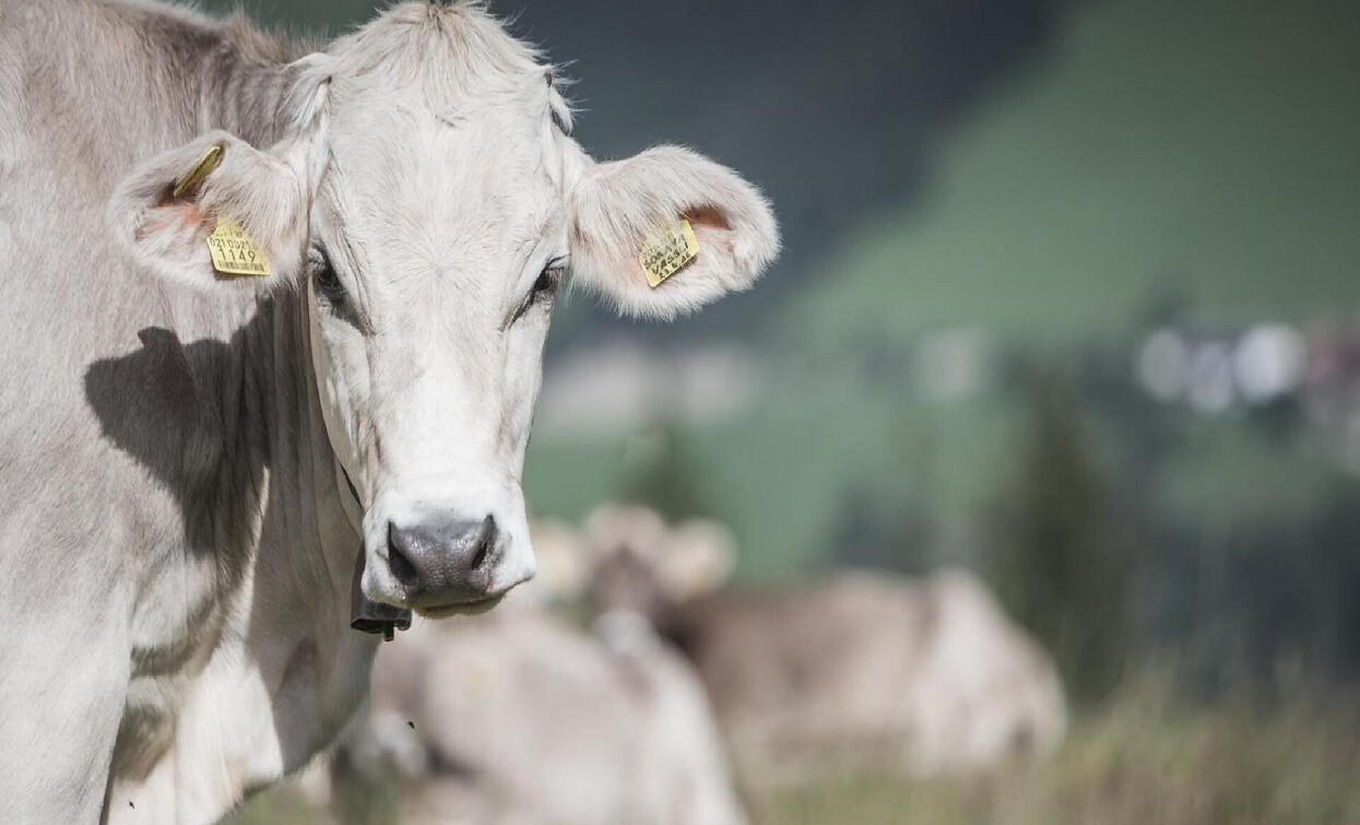 Kuh | © Sexten Kuh | © Sexten