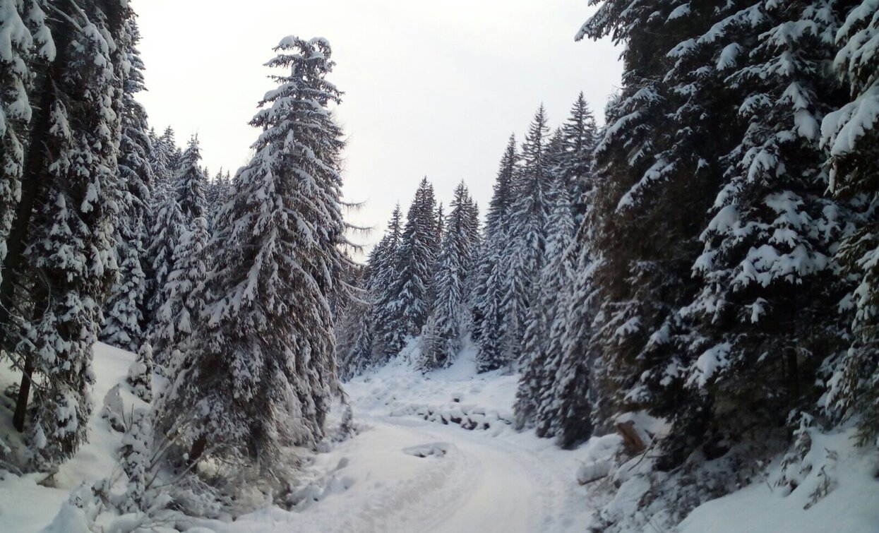 Silvesteralm | © Toblach Silvesteralm | © Toblach